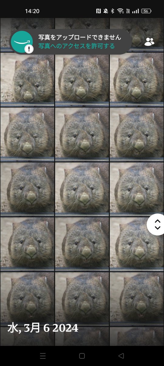 【まーちゃんさま】*pottery animal ✵ツリーを見つめる ワンちゃん Amazon | メルちゃん おせわパーツ おしゃべりいっぱい うさぎ