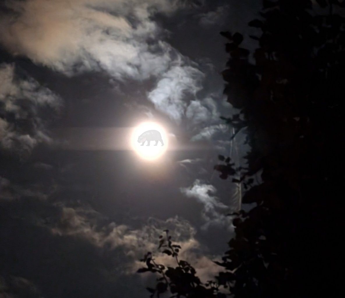 Poppy The Pygmy Hippo πΊπΈ π¦ πΊ (@poppythepygmy) on Twitter photo Cropped pic of the Full Moon π outside tonight. Wasn't expecting those dark patches to show up π
#Poppy #PygmyHippo #FullMoon Cropped pic of the Full Moon π outside tonight. Wasn't expecting those dark patches to show up π
#Poppy #PygmyHippo #FullMoon