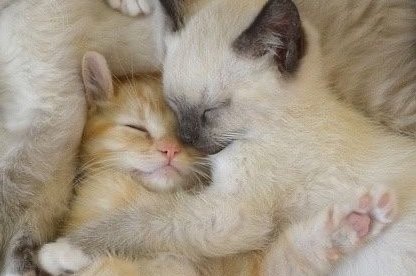 Miaw (@miaw) on Twitter photo 