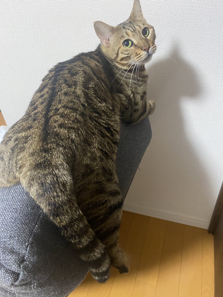 nekomocafe2's tweet photo. 元気に4歳のお誕生日を迎えました！と湊ちゃんのご家族さんがお写真を送って下さりました😊

リラックスして柔らかい表情💕暑いのに階段の上がお気に入りなんだそうです。心配して見に行くとヘソ天で寝ているんですって(笑)
ソファの背で布団バサミのように寛ぐのも変わらずお気に入りのようです😸 https://t.co/HNq0S9kVvK