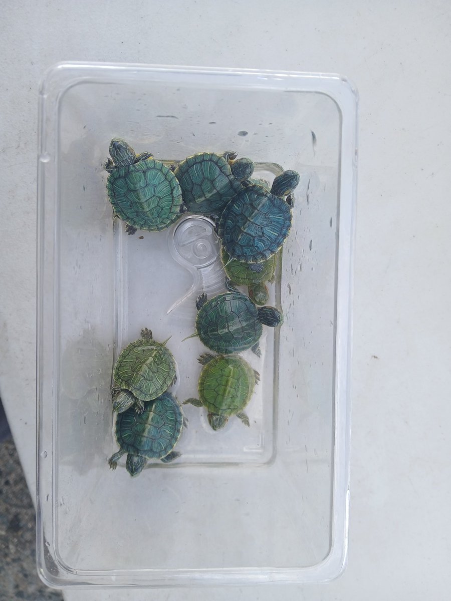 Rudjeri's tweet photo. Les petites tortues à la vente dans la rue, un risque de santé publique

Derrière leur carapace mignonne se cache un risque de santé publique réel.

Pour lire plus, cliquez sur le lien :
https://t.co/yXEr0z8o7n

#PublicHealth https://t.co/xvag3Rl45F