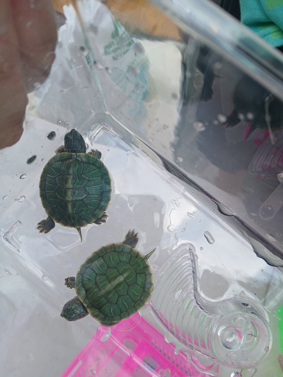 Rudjeri's tweet photo. Les petites tortues à la vente dans la rue, un risque de santé publique

Derrière leur carapace mignonne se cache un risque de santé publique réel.

Pour lire plus, cliquez sur le lien :
https://t.co/yXEr0z8o7n

#PublicHealth https://t.co/xvag3Rl45F