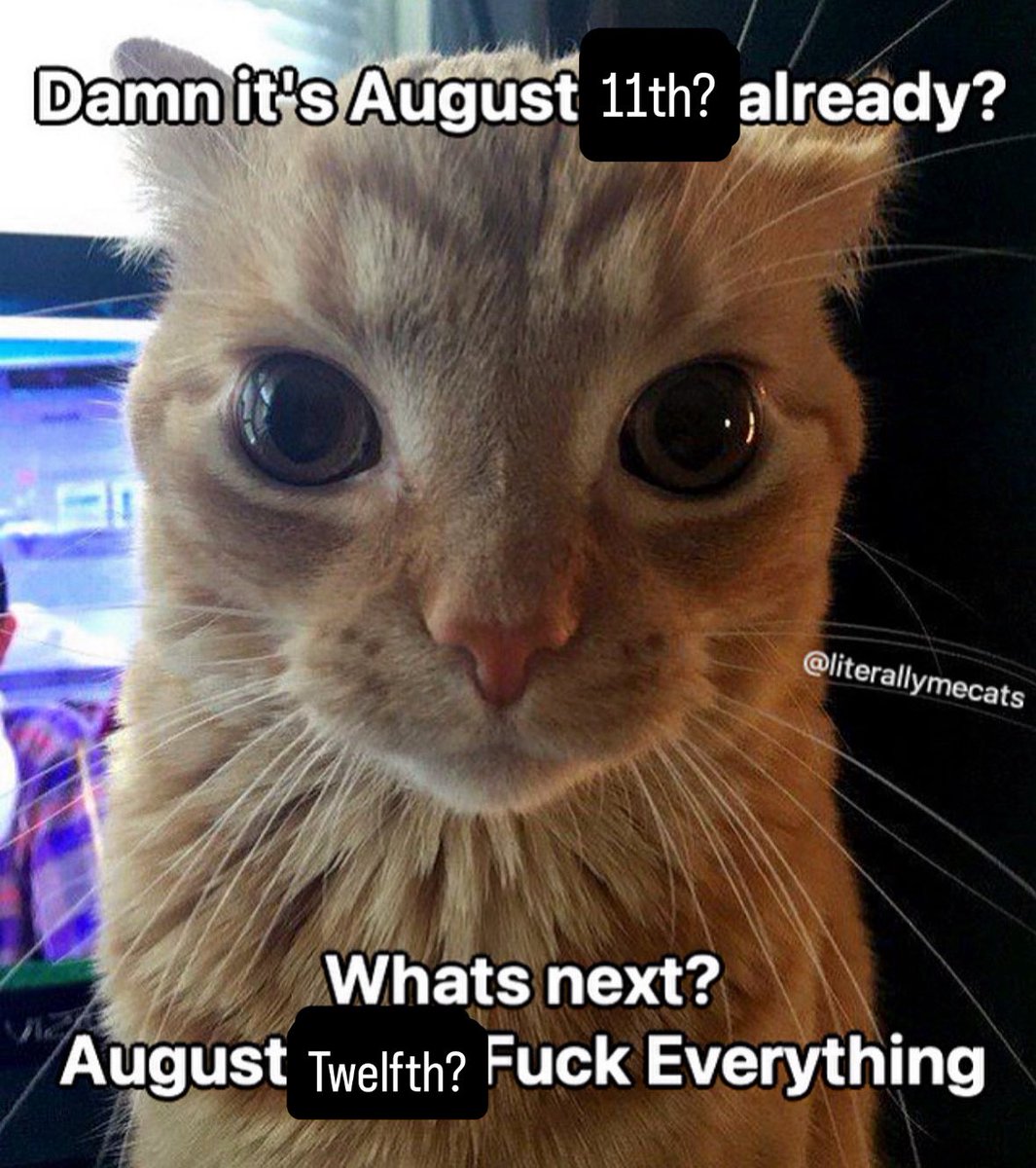 LiterallyMeCats (@literallymecats) on Twitter photo 