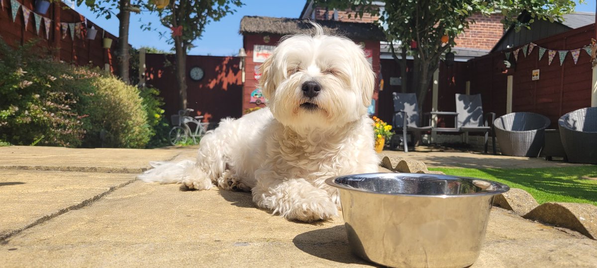 Steve Mulville🐶🌞☔️☁️☃️🌈⚽️💙 tweet media