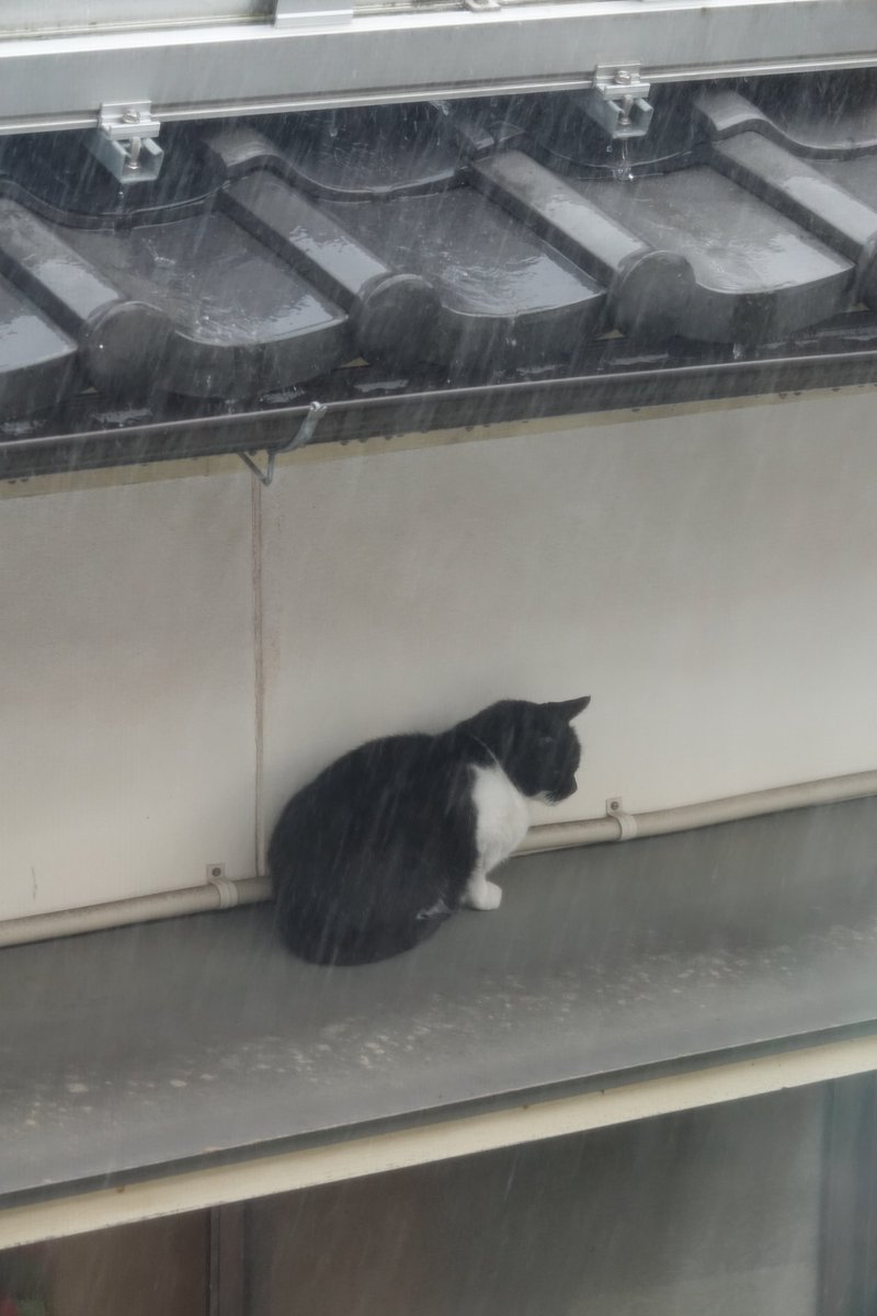 laoitukil's tweet photo. ヌコ
とっておきの場所で雨やどり https://t.co/LnXX5HeiHz