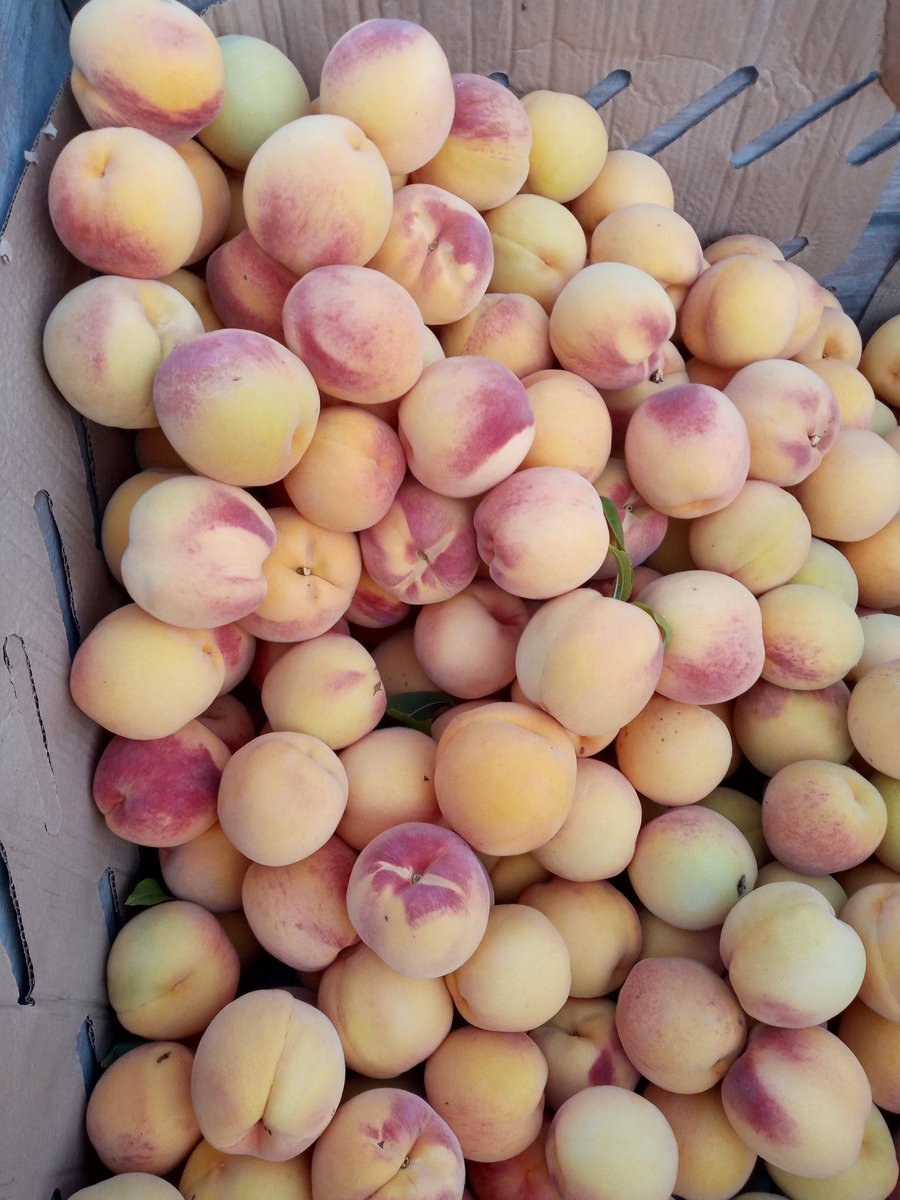 Ramon Bobet tweet media