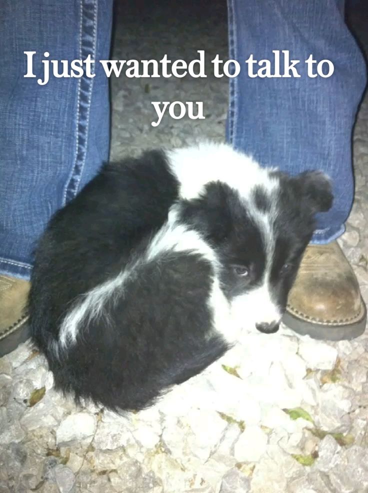 caninepoetry (@caninepoetry_) on Twitter photo  caninepoetry (@caninepoetry_) on Twitter photo