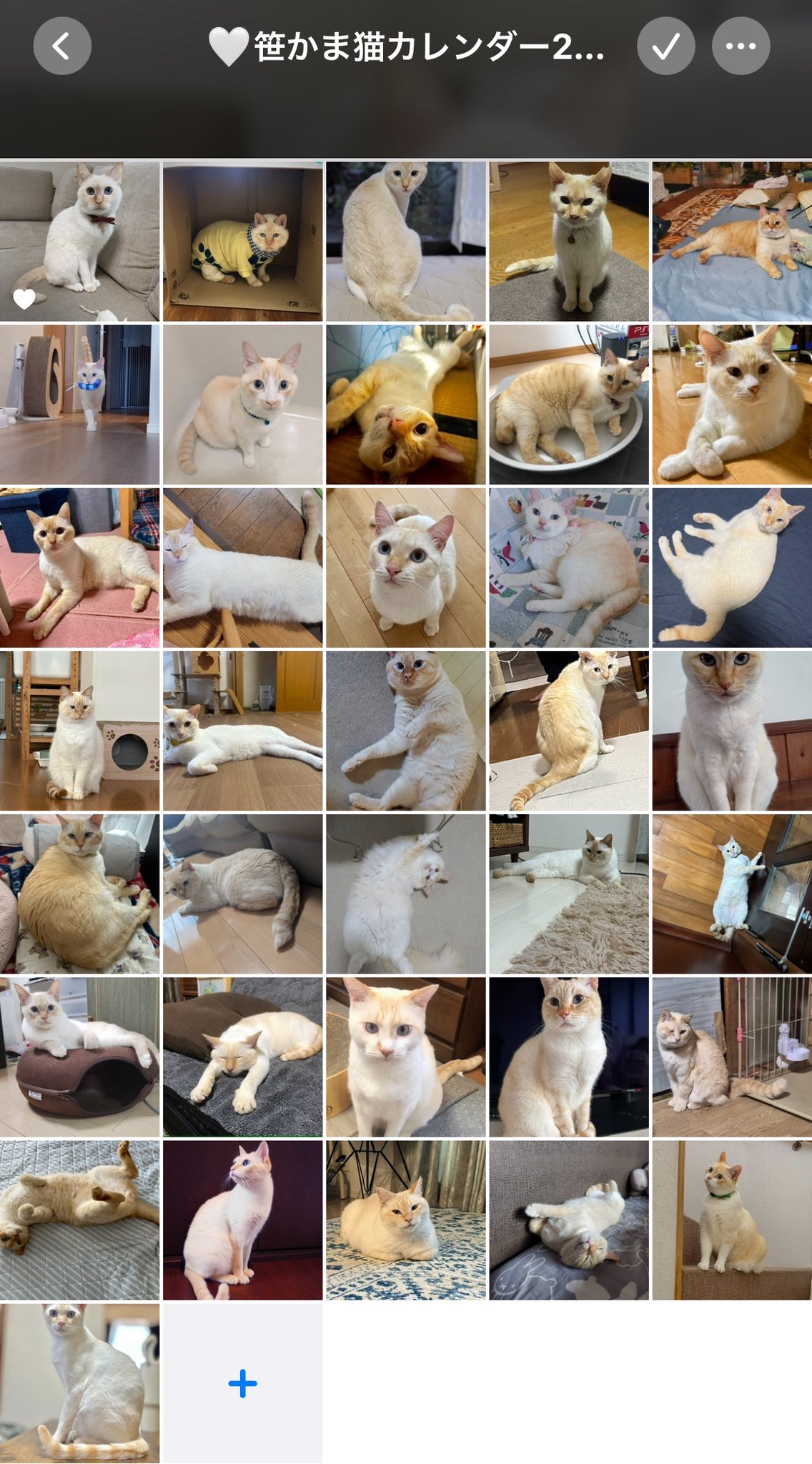 猫が邪魔で何も見えないカレンダー hinata on X: 