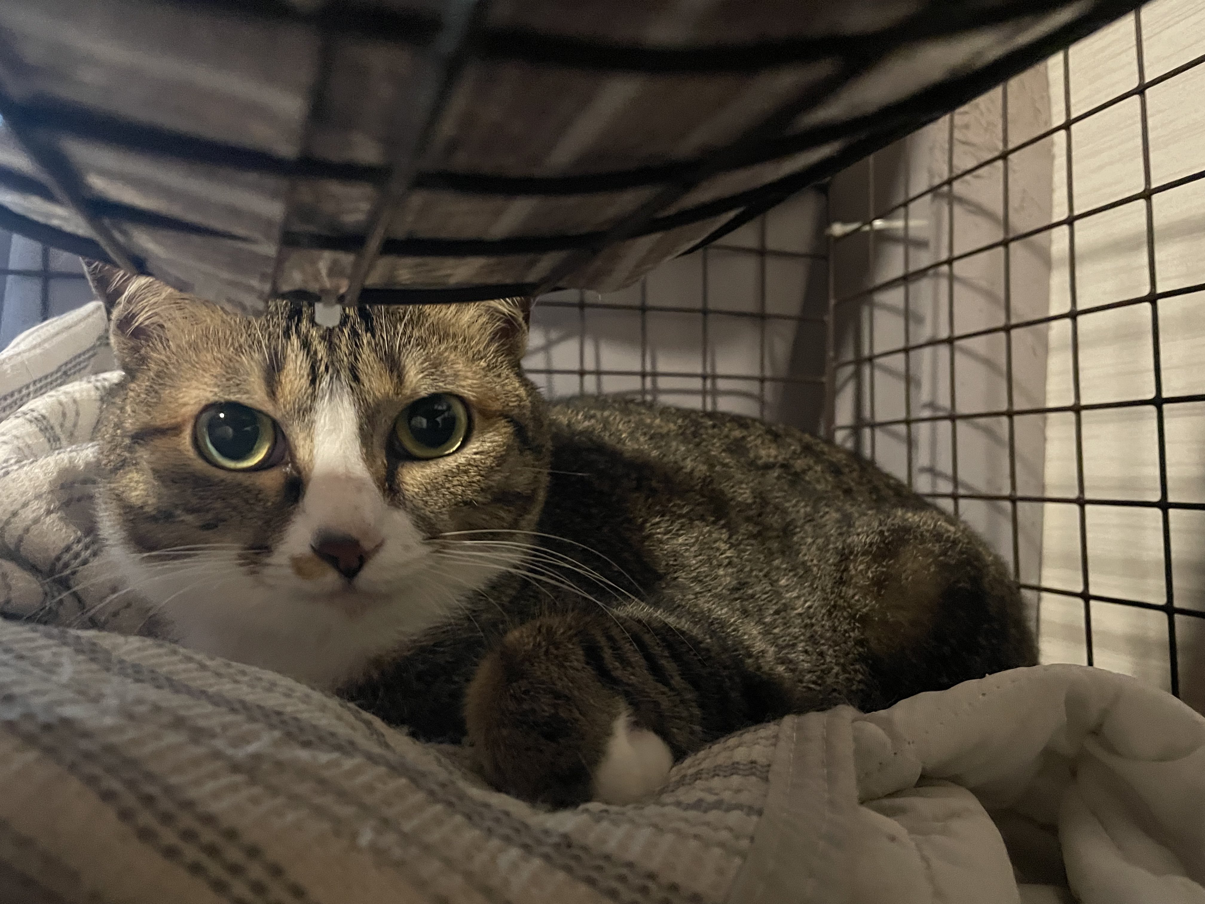 プカプカ猫　in　sky Kittan sky🐈‍⬛𑁍 on X: 