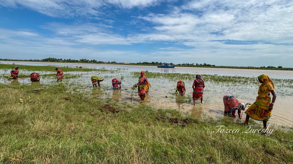 Stories from the ground. 
These women are not just planting #mangrove saplings, but sowing seeds of hope and resilience. 

Mangroves, nature's guardians against #cyclones &amp; high tides, are at the heart of UNDP-supported ECRICC initiative.

#Odisha #climate #ClimateChange