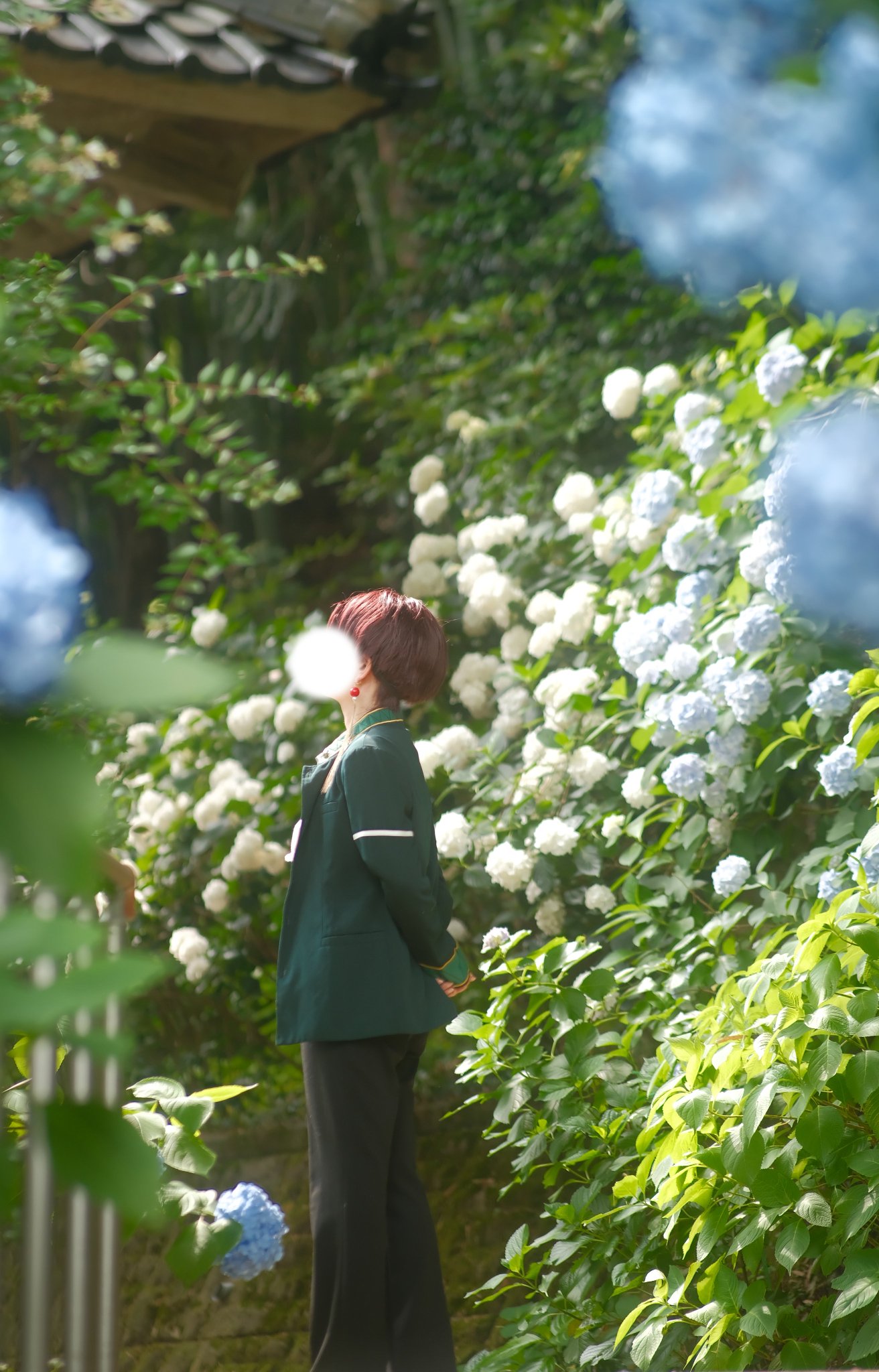 紫陽花 ♪☻ 山紫陽花 