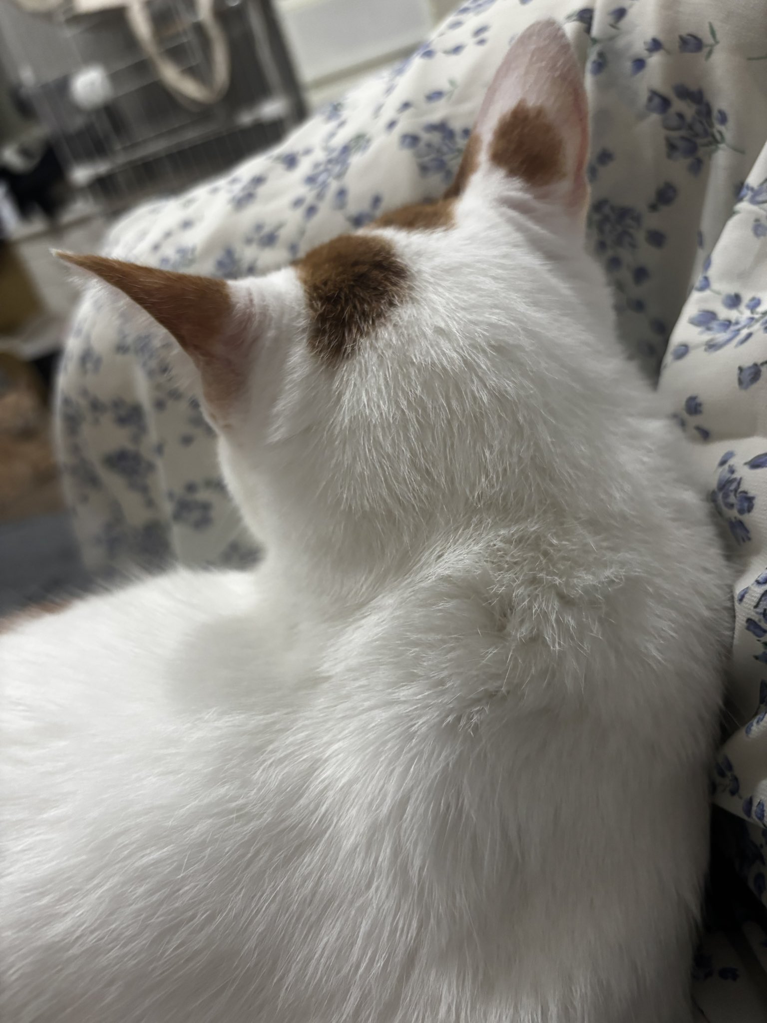 しろねこ on X: 