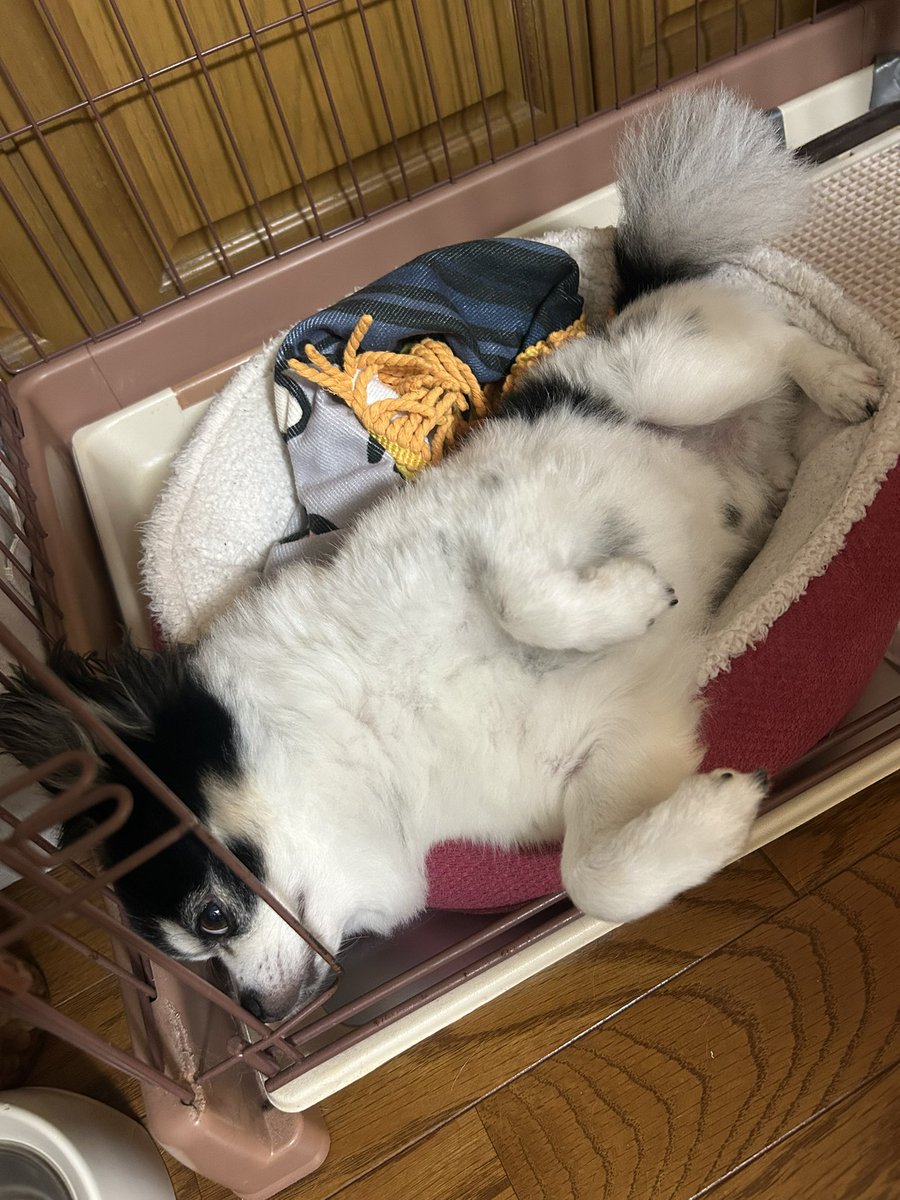 はみ出犬