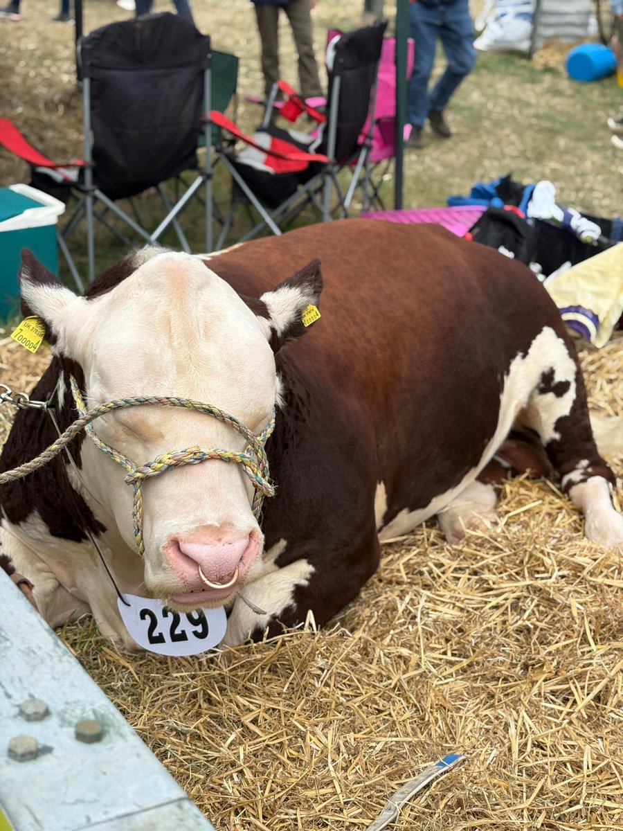 WattsCommercial's tweet image. Last week our Commercial Manager Matt Stevenson attended the 134th Honiton Agricultural Show, celebrating farming, produce &amp;amp; rural skills. He met professionals to discuss how our finance solutions support UK farms &amp;amp; agri-businesses. #HonitonShow #FarmingFinance