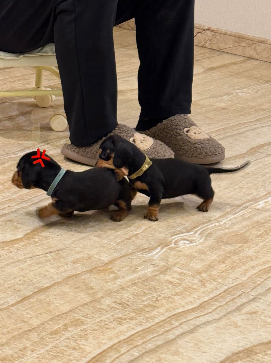 twaniimals's tweet photo. https://t.co/JAoksqELKj