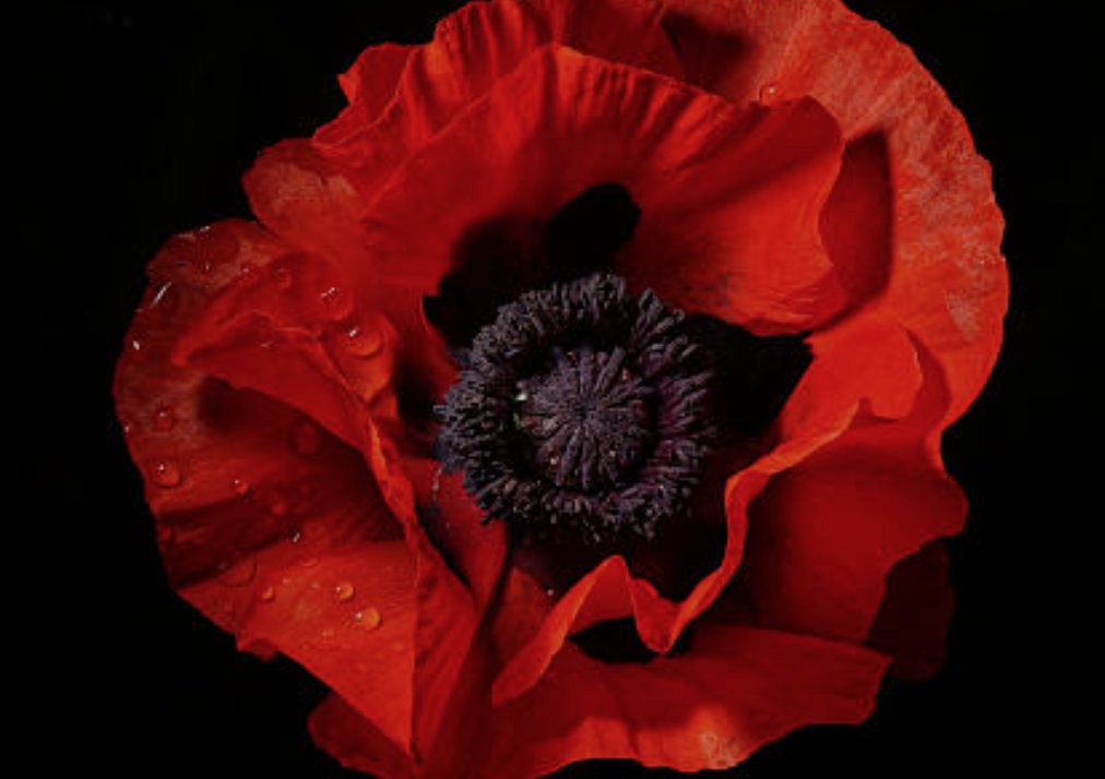 pettore's tweet photo. Lost his life this day 11th.August 1940.

PO. John Woffenden McKenzie.
One of THE FEW.
https://t.co/69Uvq5Vz4N

Shot down in combat off Margate. His Hurricane crashed into the sea.

Age 20. https://t.co/eG7vqynkWa