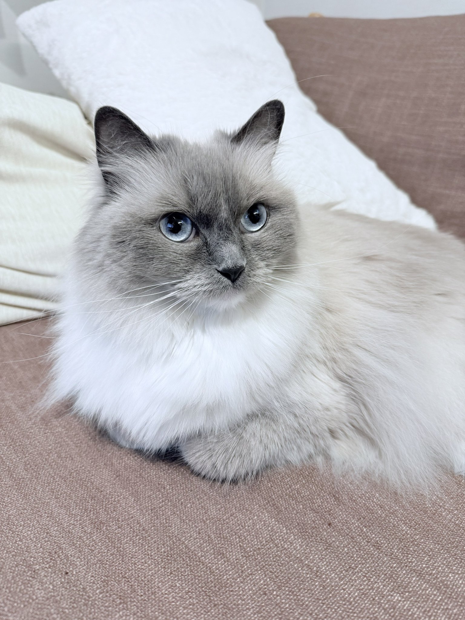 🐱ぽもち🐱 on X: 