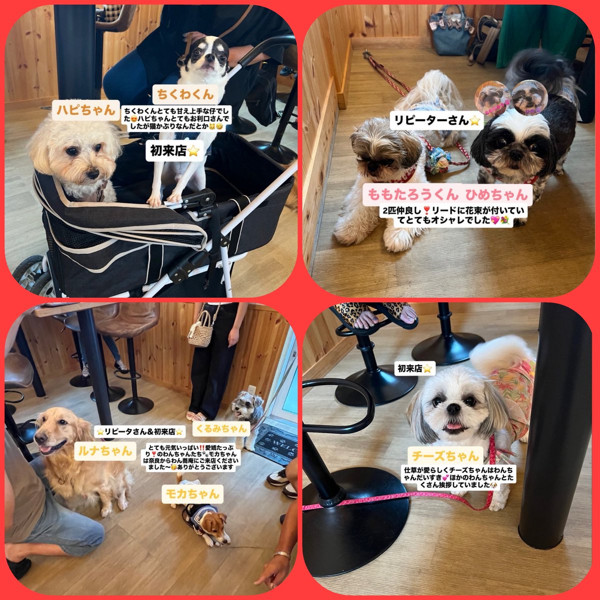 ラブラドールの横綱 (@yokozuna_lab) / X