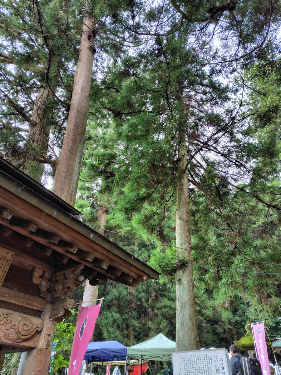 癒やされるー
この雰囲気と音楽、贅沢だわ
次は3月かな？絶対来たほうがいい

#大中神社　#みたままつり　#大中神社　#常陸太田　#里美　#日乃出鶴　#井坂酒造店