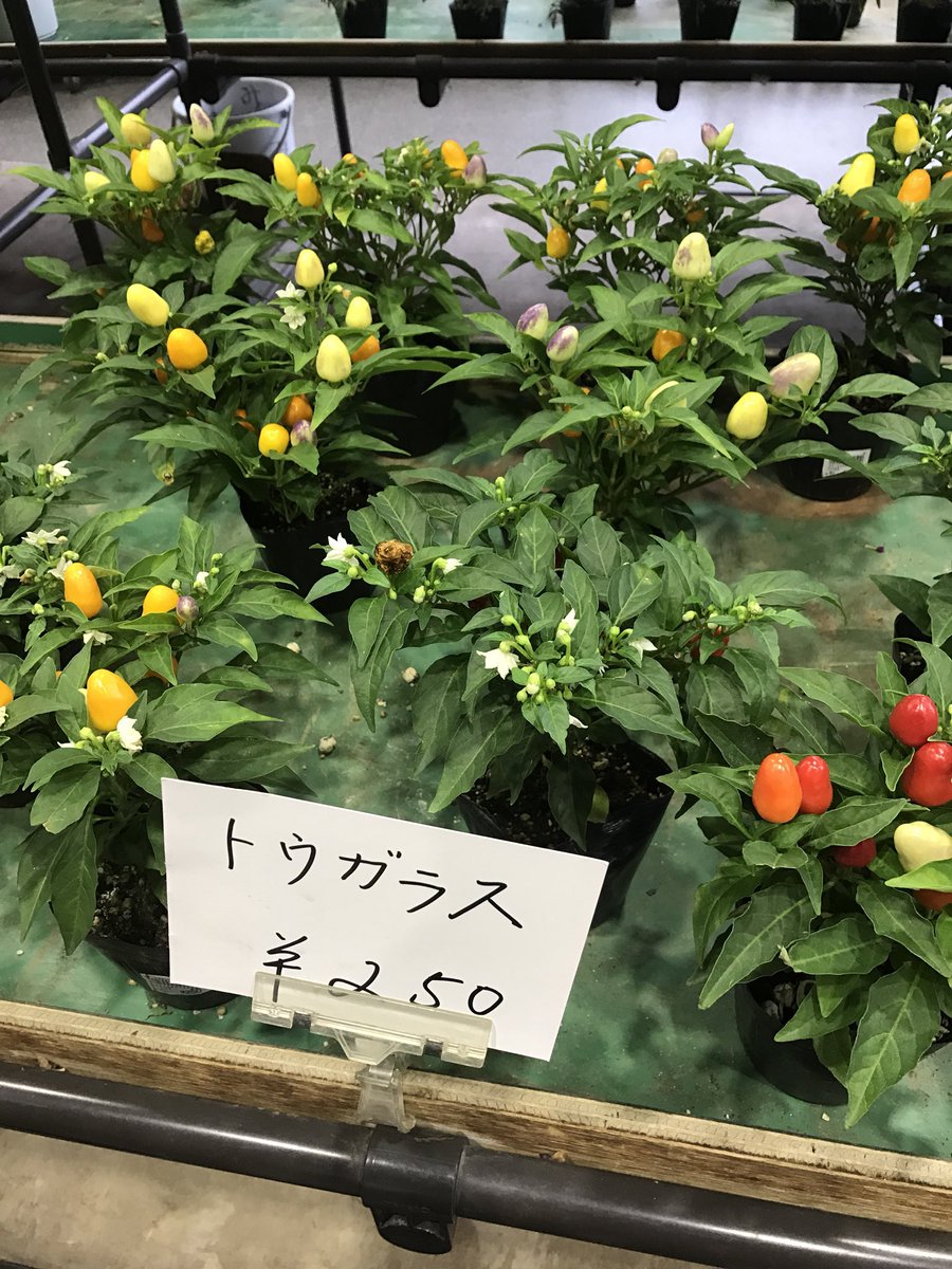 引用失礼します。「スストー」「ジュキニ」など、すてきです。思い出した「トウガラス」です。