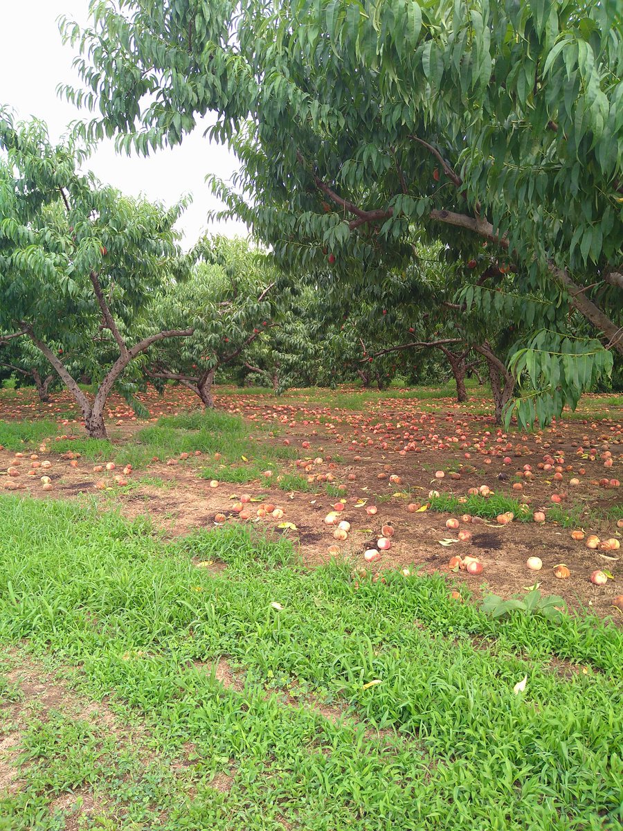 高温多湿の日本で大規模桃栽培を、自分がオススメしない理由がここに詰まってる。