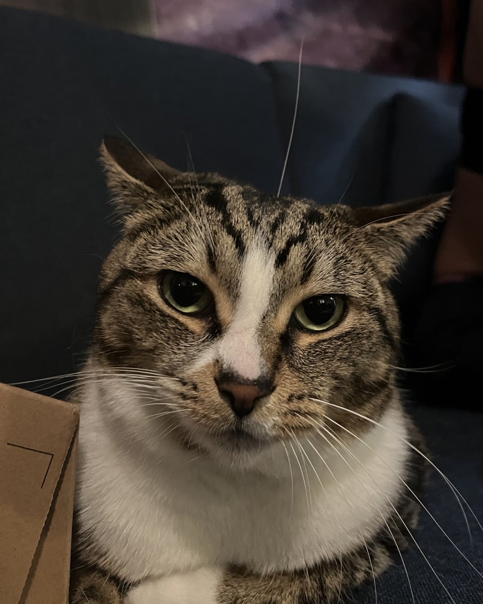 bean_and_chaton's tweet image. introducing two silly girls, bean (lo) and chaton (french) !!!! #cat #CatsOfX