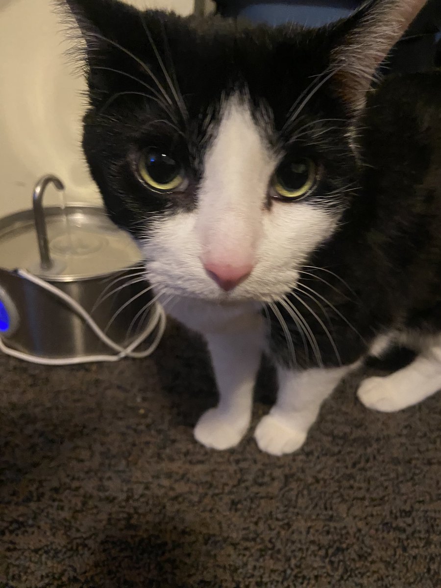 bean_and_chaton's tweet image. introducing two silly girls, bean (lo) and chaton (french) !!!! #cat #CatsOfX