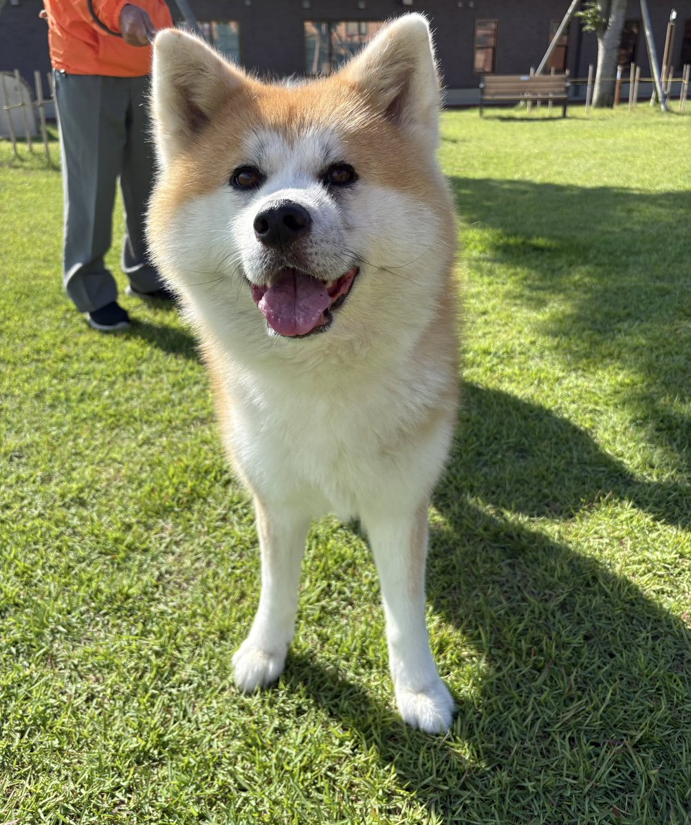 秋田犬★ Amazon | JXK 1/6 サイズ 秋田犬 可愛い 犬 動物 リアル