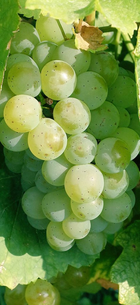 Sweet Nector tweet media