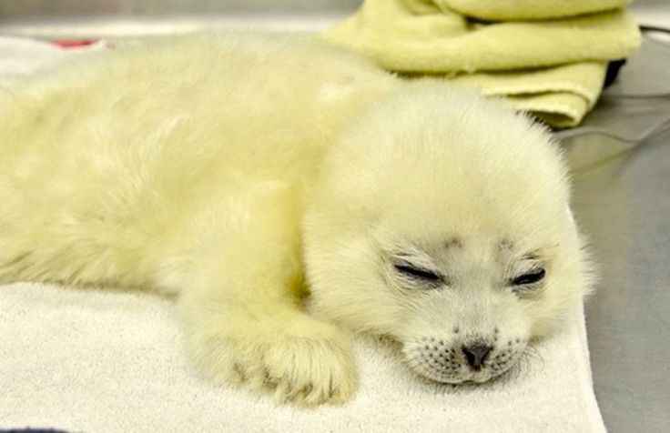 the vanilla ice cream i dropped on the floor: