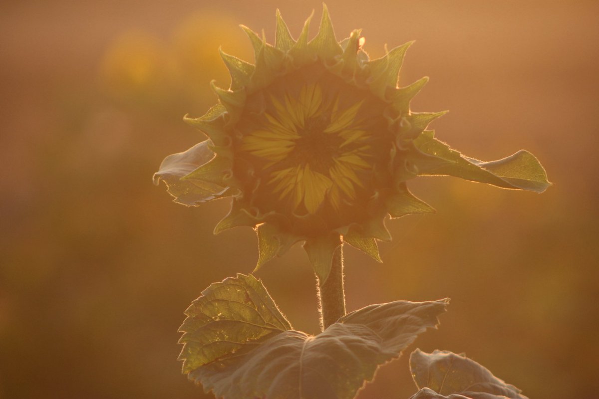 nishaparmar191's tweet photo. Would not be August without Pyo sunflowers 🌻 Saturday evening spent well 🌻 #sunflowerfields https://t.co/bRh3TegJTx