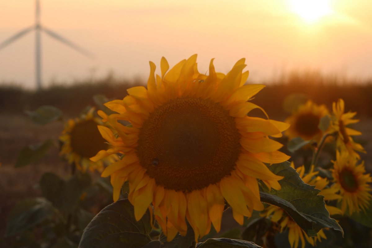 nishaparmar191's tweet photo. Would not be August without Pyo sunflowers 🌻 Saturday evening spent well 🌻 #sunflowerfields https://t.co/bRh3TegJTx