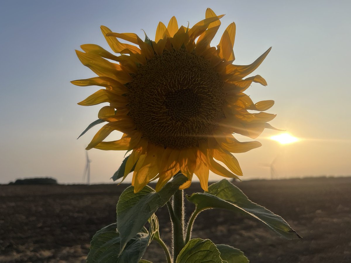 nishaparmar191's tweet photo. Would not be August without Pyo sunflowers 🌻 Saturday evening spent well 🌻 #sunflowerfields https://t.co/bRh3TegJTx