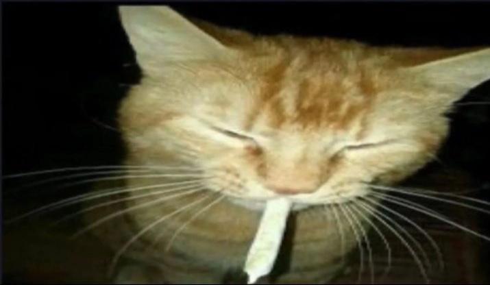 IRL_Egg 🛸 tweet media