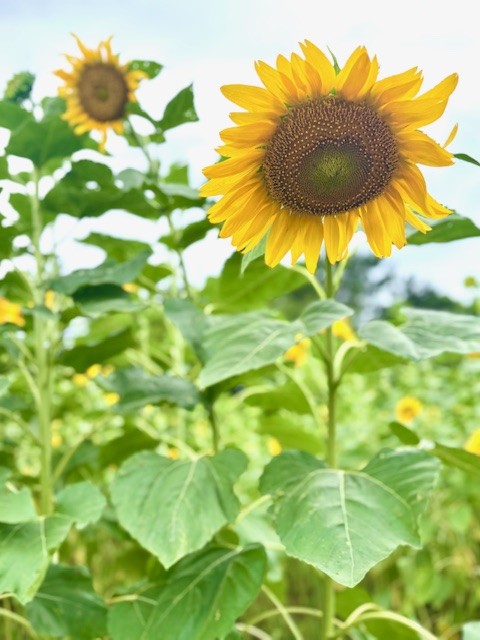 強風と雨であいにくのお天気ですが、ひまわりたちは雨を浴びて嬉しそう
