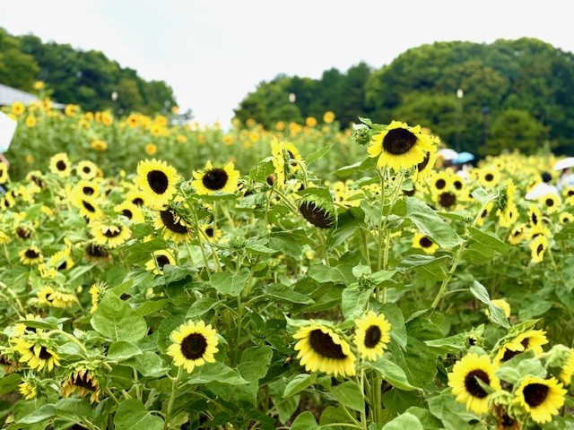 強風と雨であいにくのお天気ですが、ひまわりたちは雨を浴びて嬉しそう