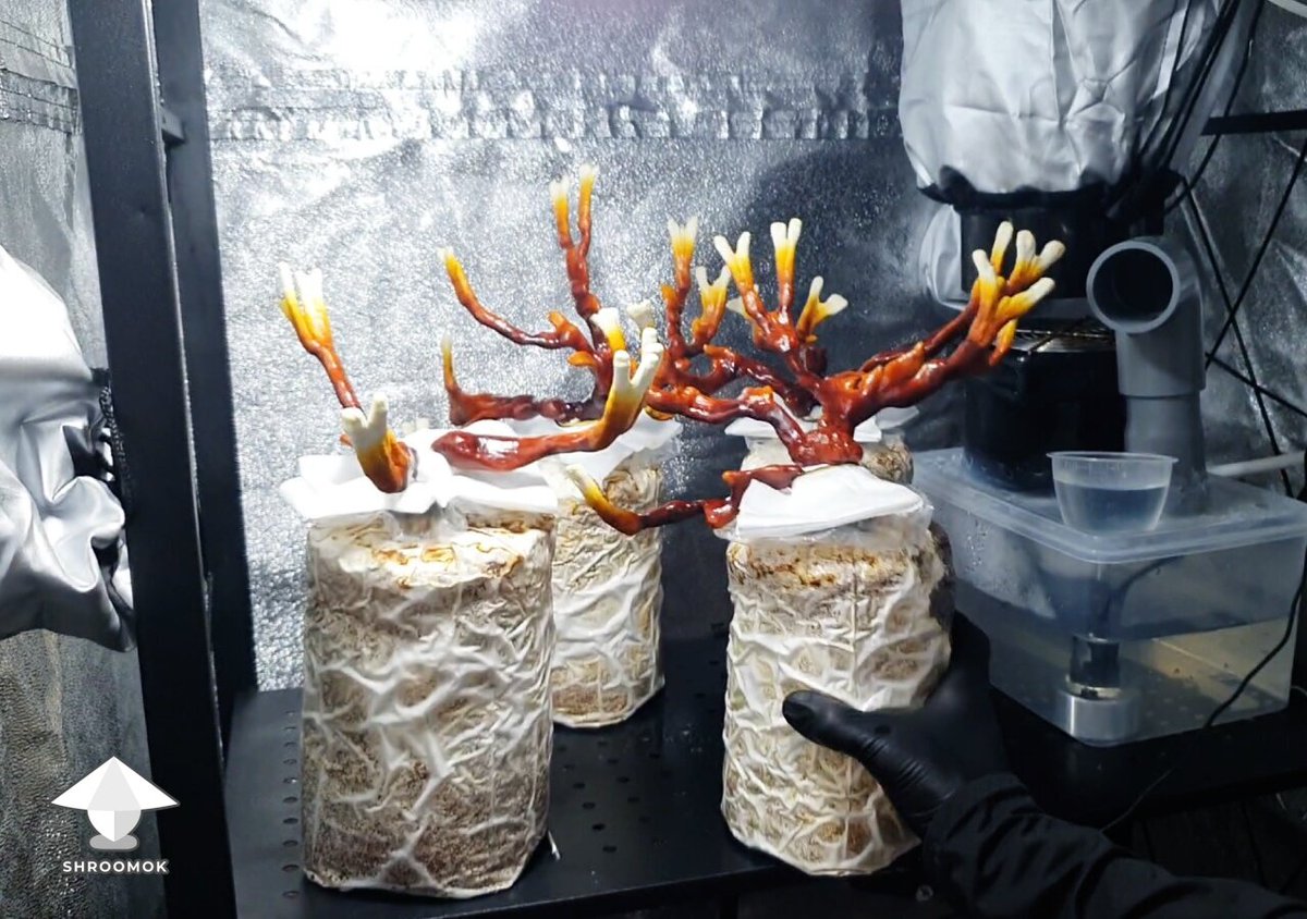 Shroomok tweet media