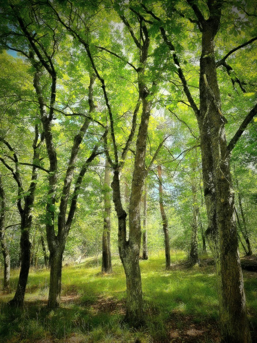 Morning 🌳
#NatureBeauty #trees