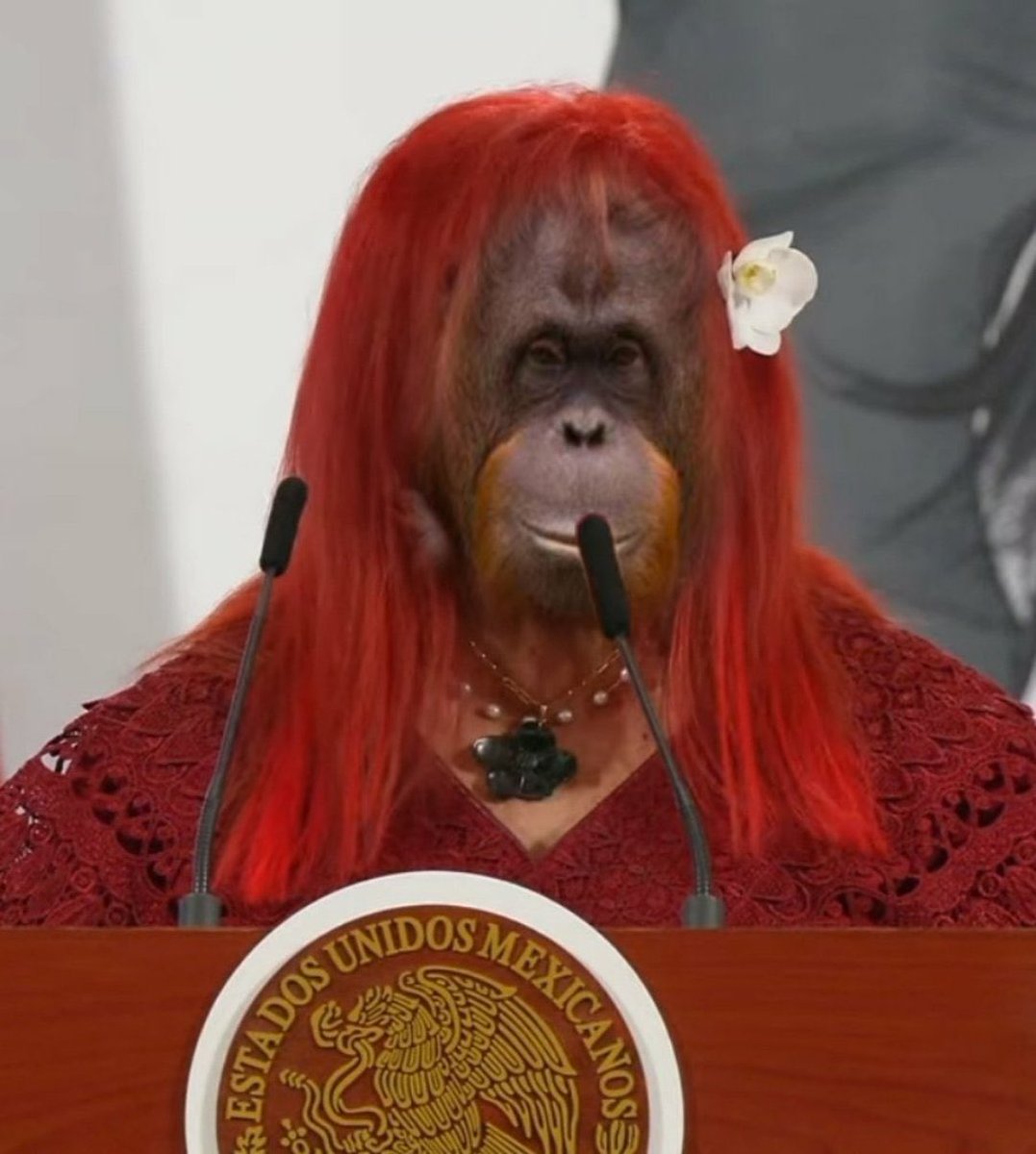 JossedavidM's tweet photo. @LaydaSansores Mejor vaya a chingar a su madre https://t.co/vGerqPMsyB