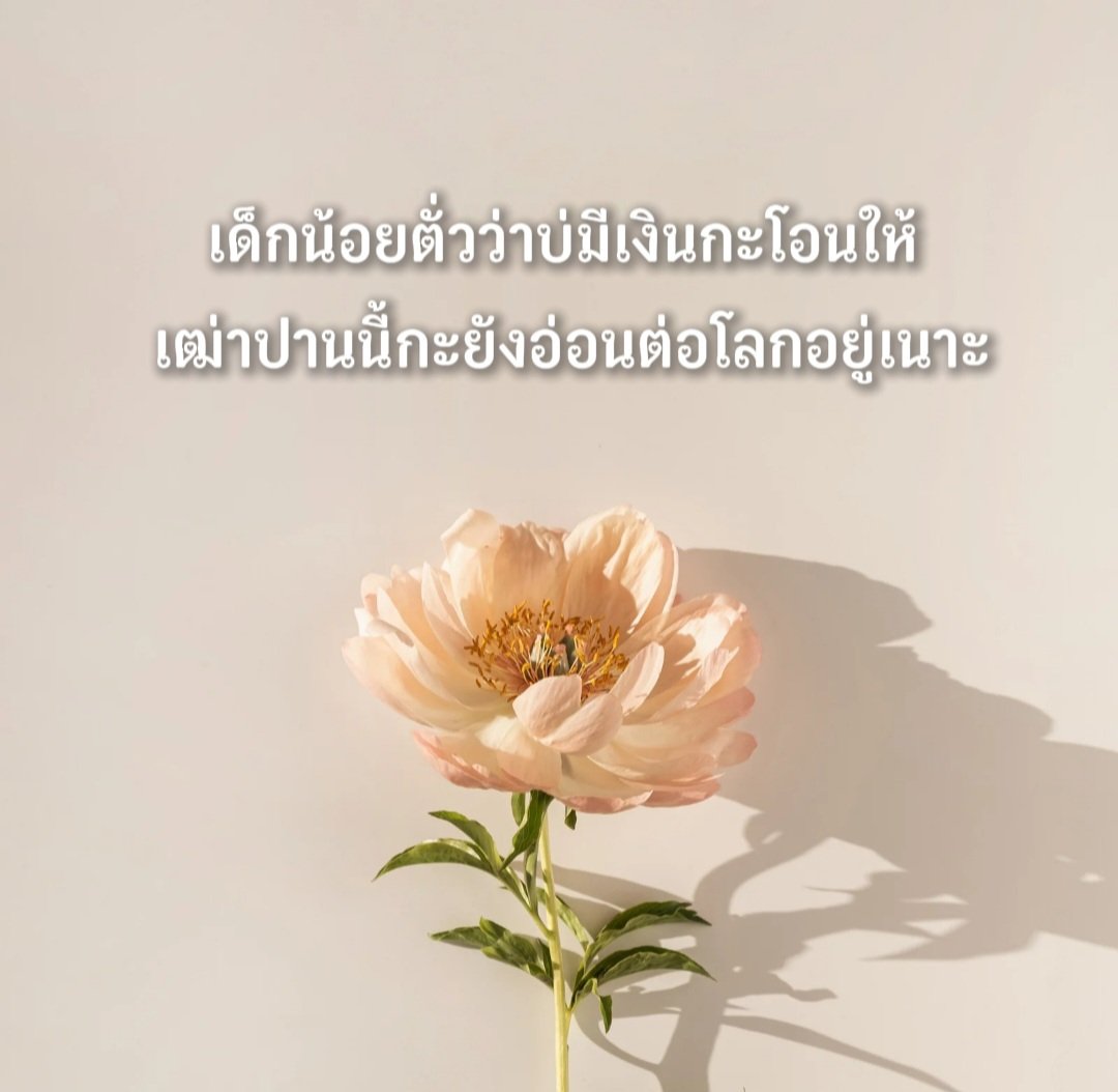 BoBo_PKD's tweet photo. 5555 ตั๋วเก่งแท้ https://t.co/MANtxvObM7