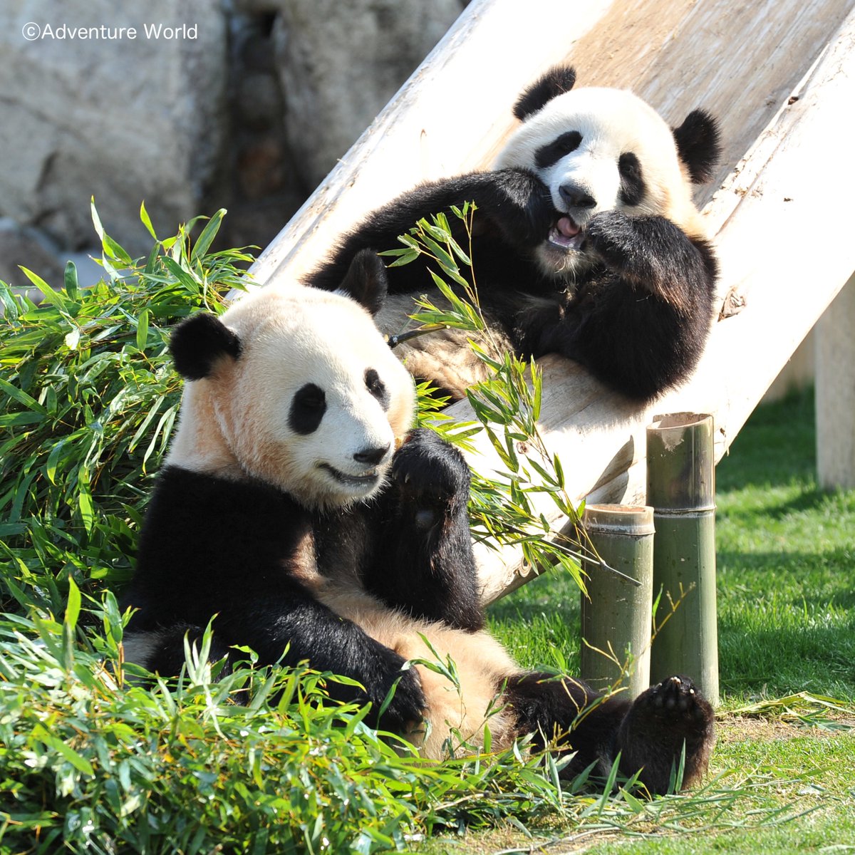 ＼ 本日(8/11)は海浜＆陽浜の誕生日🐼🐼🎂 ／
2010年8月11日生まれのふたごのパンダ。
海浜は幼い頃は良浜にべったりの甘えん坊なお兄さんで、永明似の長い手足が魅力✨
陽浜は頭の先がちょこんととがった元気な妹で、氷のケーキが大好きでした❄️

2017年に中国へ旅立ち、今も元気に暮らしています。