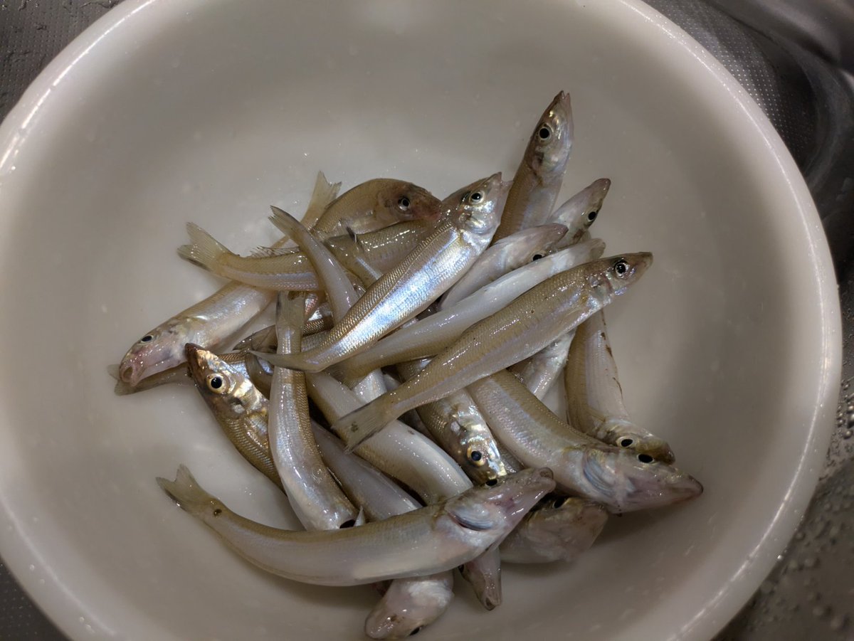 小林研究所 tweet media