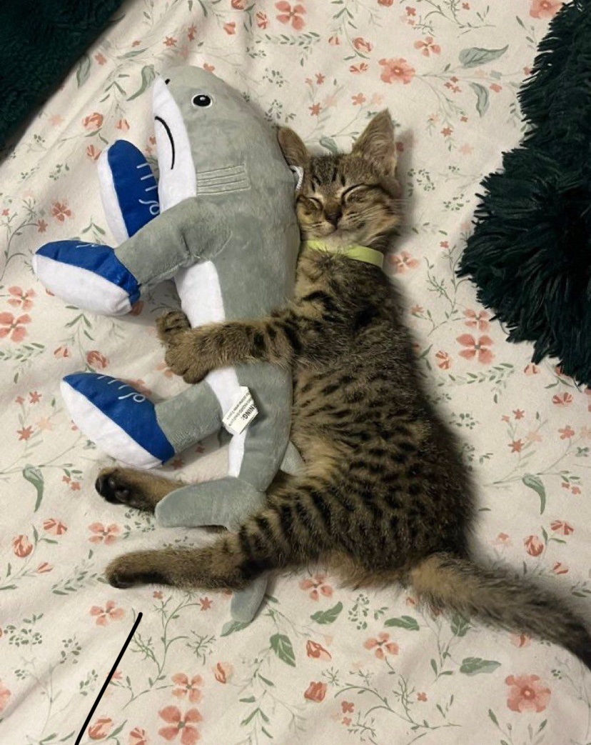 최애 인형 껴안고 자는 낮잠이 제일 기분 좋아