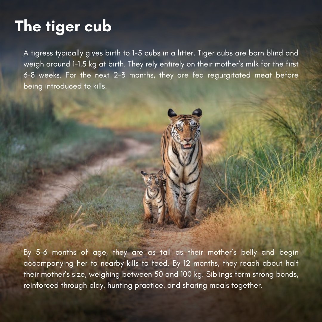 ntca_india's tweet photo. From tiny, blind newborns to confident young hunters, a tiger’s journey is one of rapid growth & fierce learning. Under their mother’s care, cubs master the skills they’ll need to rule the forest one day. 

छोटे, अंधे नवजात से लेकर आत्मविश्वासी युवा शिकारी बनने तक, बाघ का सफ़र तेज़ी से बढ़ने और सीखने से भरा होता है। मां की देखभाल में शावक वे सभी हुनर सीख लेते हैं, जिनकी उन्हें एक दिन जंगल पर राज करने के लिए ज़रूरत होगी।  🐅

#tiger #wildlife