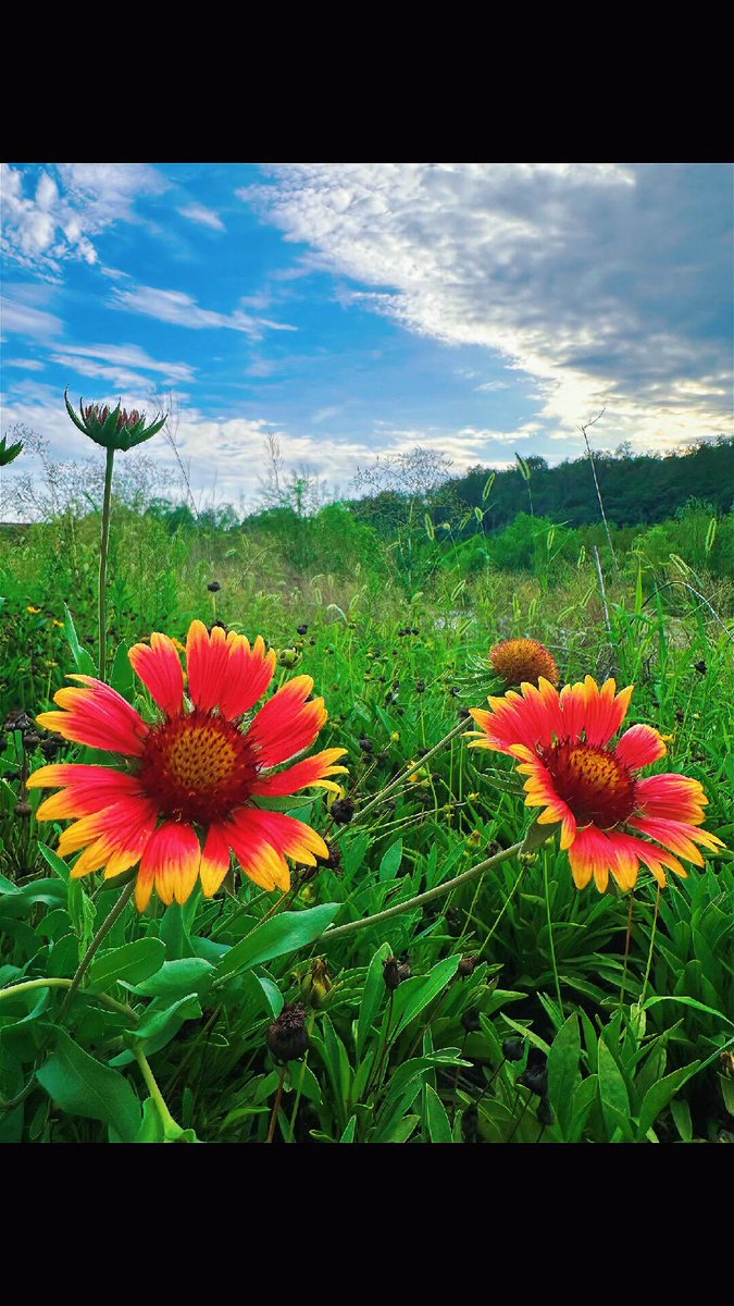 ShaebIslam's tweet image. প্রকৃতির কোলে ফুটে থাকা রঙিন সৌন্দর্য 
Colorful Bloom in the Wild
#Nature #Flower #WildBloom #Beauty #Colorful #Sky #Peace #Scenery #Floral #Greenery
#NatureLovers #Photography #Landscape #Freshness #NatureBeauty #Blossom #Vibrant #SummerVibes #GardenView #OutdoorMagic
