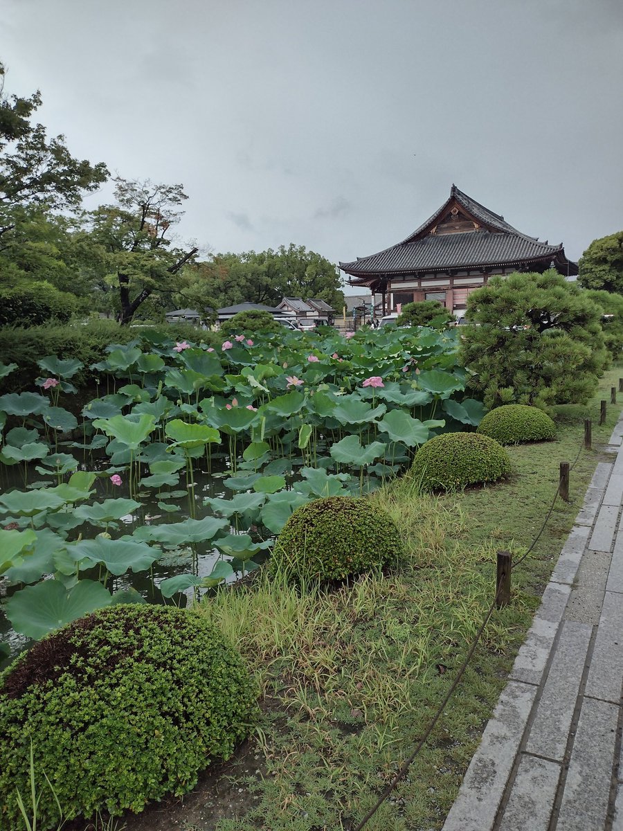 pepperpolice's tweet photo. 東寺の五重塔。小学校の修学旅行が奈良・京都だったが、東寺訪れたっけ?遠い昔過ぎて思い出せない。
 #京都  #東寺  #五重塔 https://t.co/TRVKtLIi3B