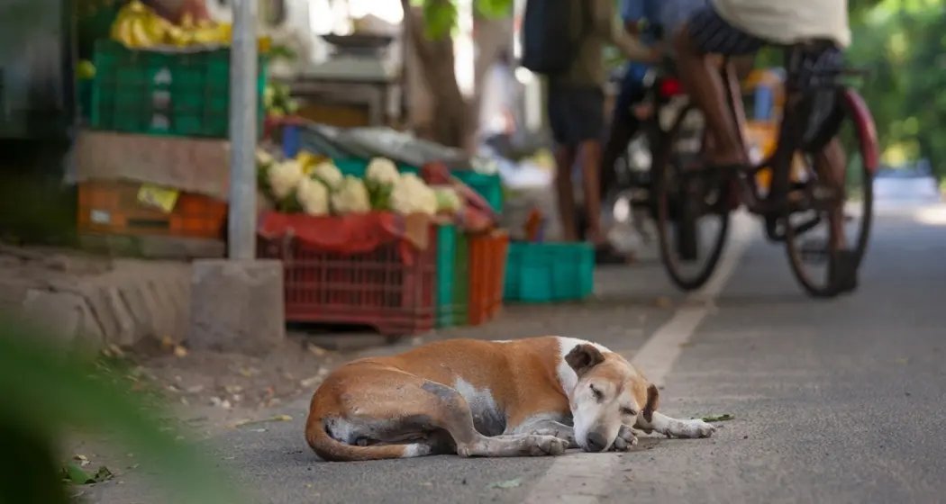manibhaii16's tweet image. Supreme court  has done severe injustice with today&apos;s order on stray dogs, it literally acting as if we are living in a autocratic country and not a democratic one. 
Personal interests seemed to have taken precedence over justice.
From a compassionate country we are going in the…