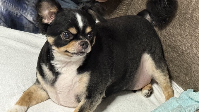 きみはみるみるだ 