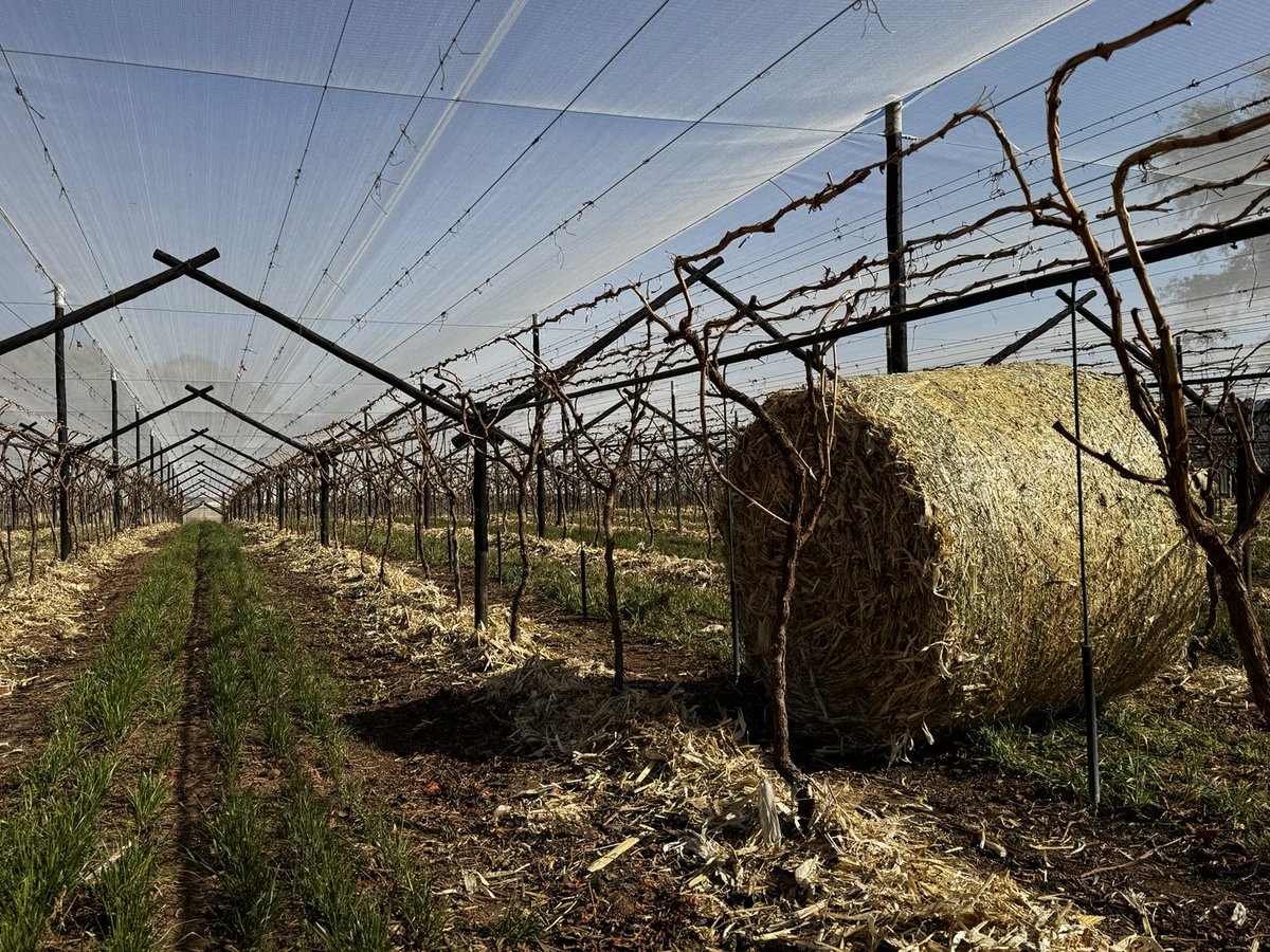 De Witt Kamfer tweet media