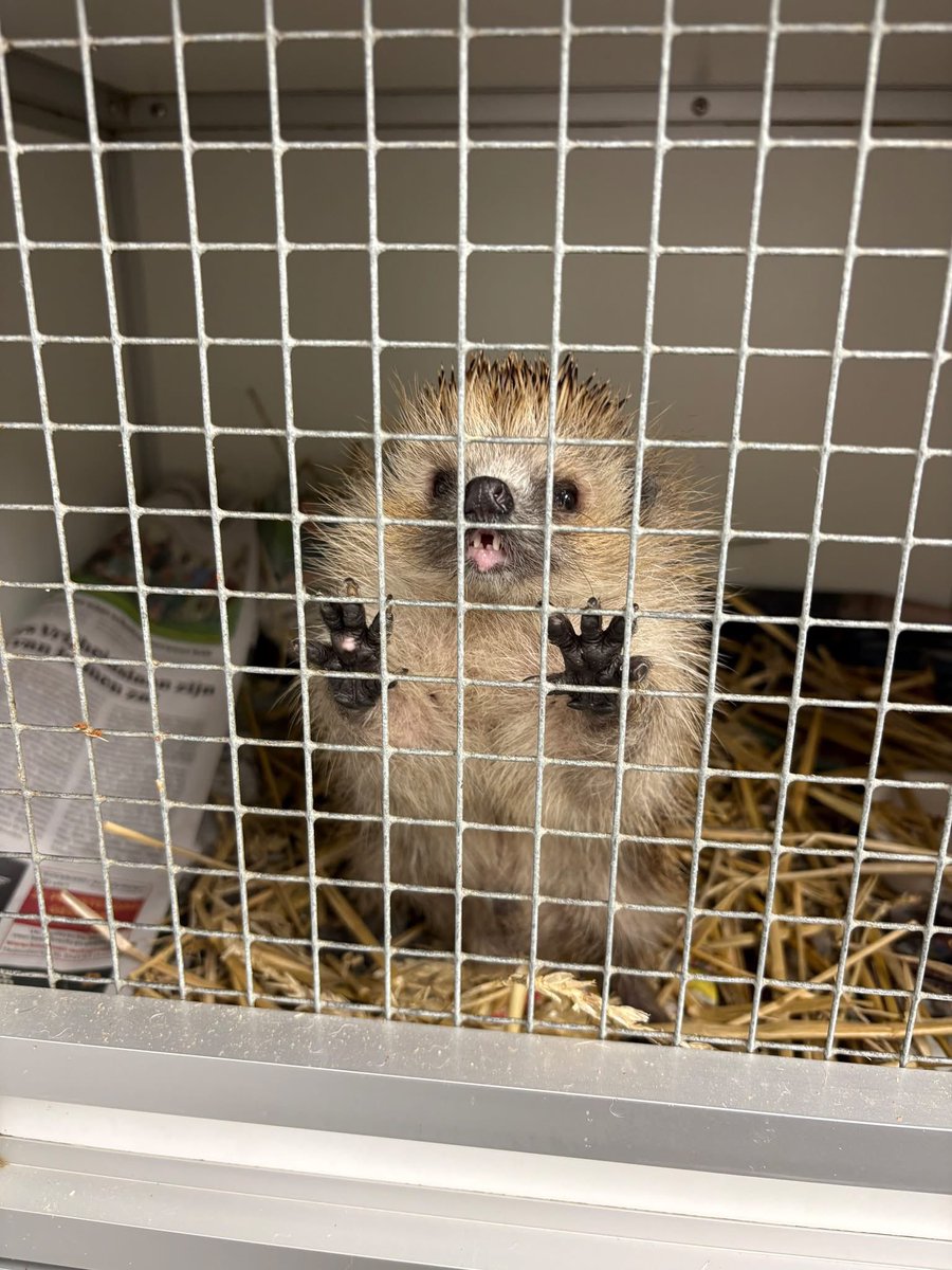 Polderland's tweet image. GEZOCHT  VRIJWILLIGERS
Wie komt mijn verblijf schoonmaken?
We zijn nog op zoek naar vrijwilligers die willen helpen schoonmaken, voor meer info bel met 020-6001144 en vraag naar Ger Zant (De enige echte ome Gerrit) @DeToevlucht